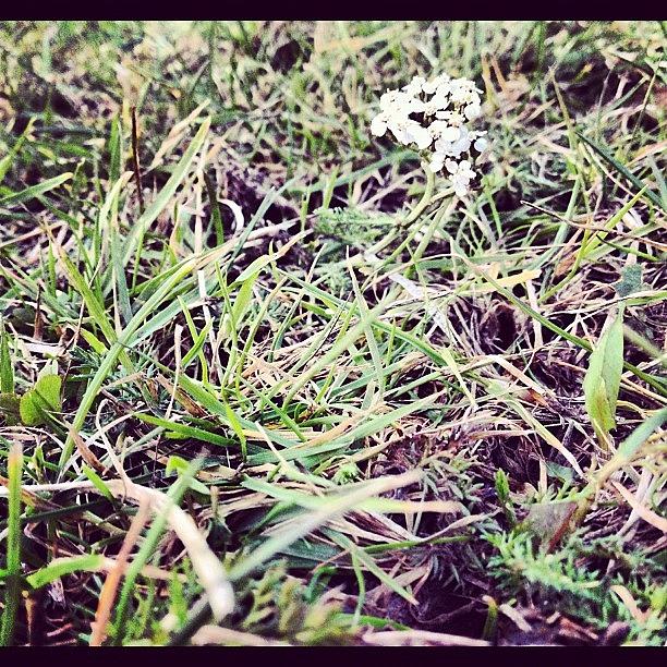 Flowers Still Life Photograph - #pretty#little#flower#so#cute.  White by Mae Simms