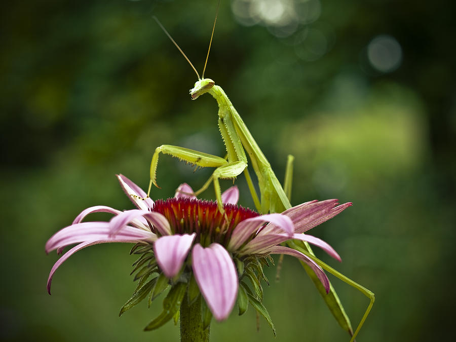 Preying Mantis Photograph