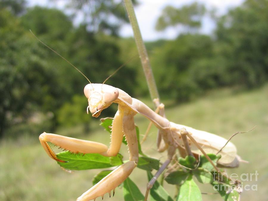 Preying Mantis Photograph by Mark Robbins