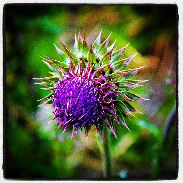 Flower Photograph - Prickle Flower. So Cool Looking. #prick by Becca Watters