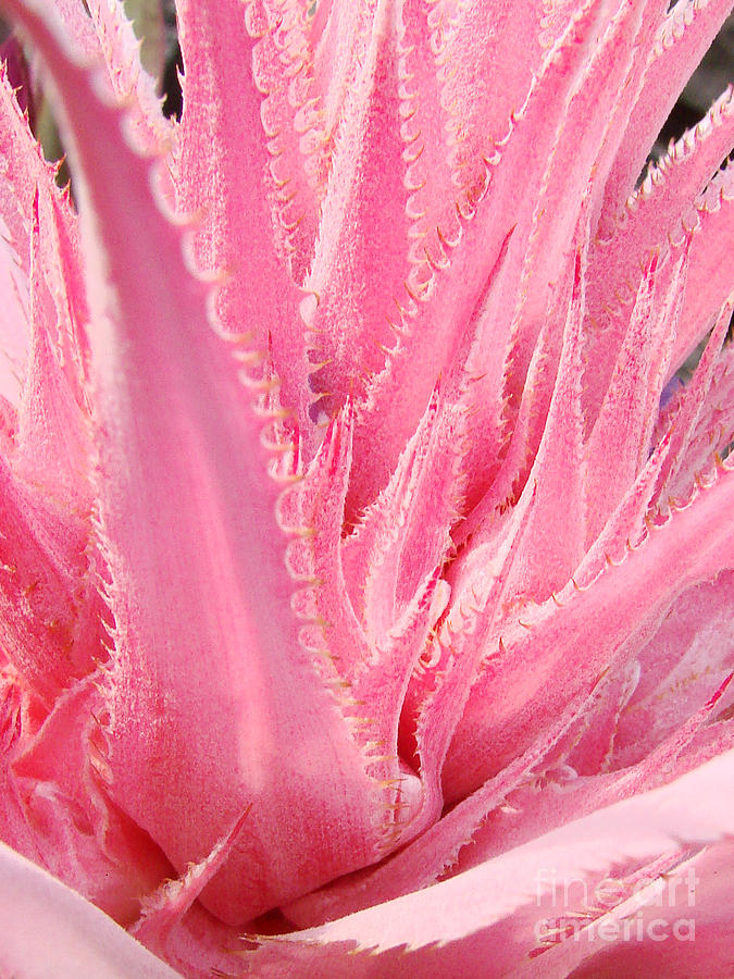 Prickle Me Pink Photograph by Mark Holbrook