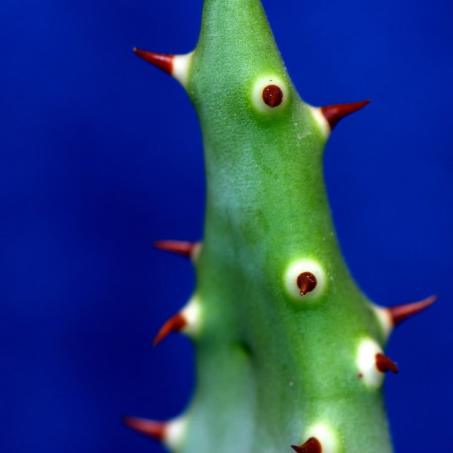 Prickles Photograph by Laura Melis