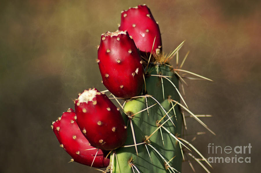 Prickley Pear Fruit Photograph by Donna Greene