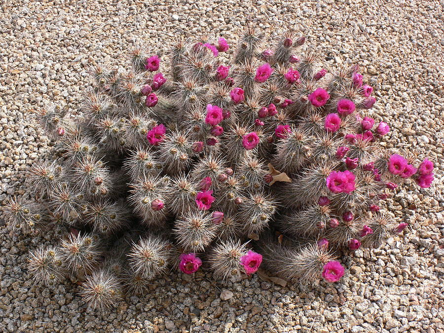 Prickly and Pretty Photograph by Mary M Collins