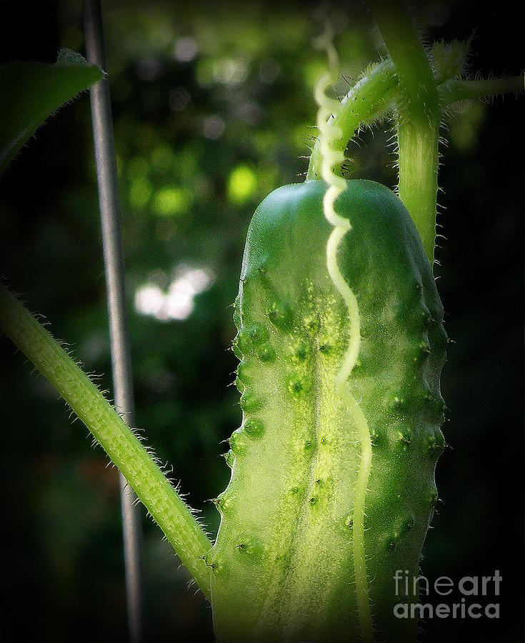 Prickly Cucumber   2 Photograph by Tatyana Searcy