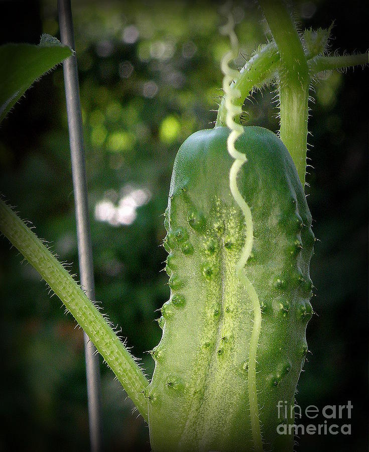 Prickly Cucumber Photograph by Tatyana Searcy