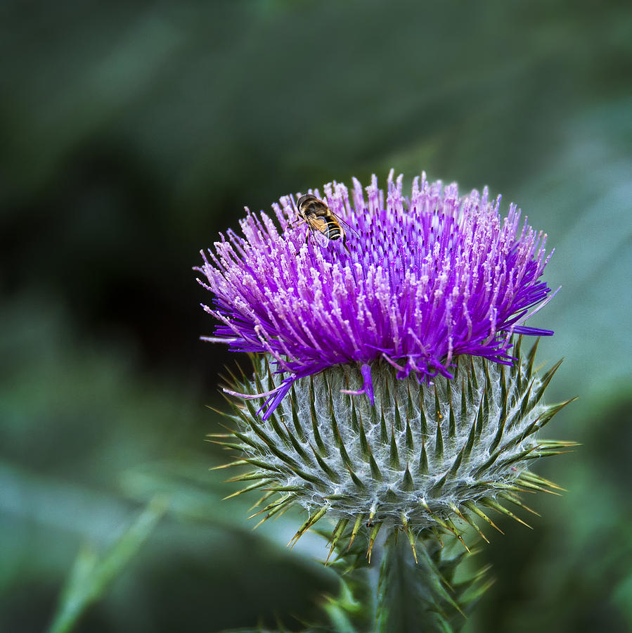 Flower Photograph - Prickly Friends by Marion McCristall