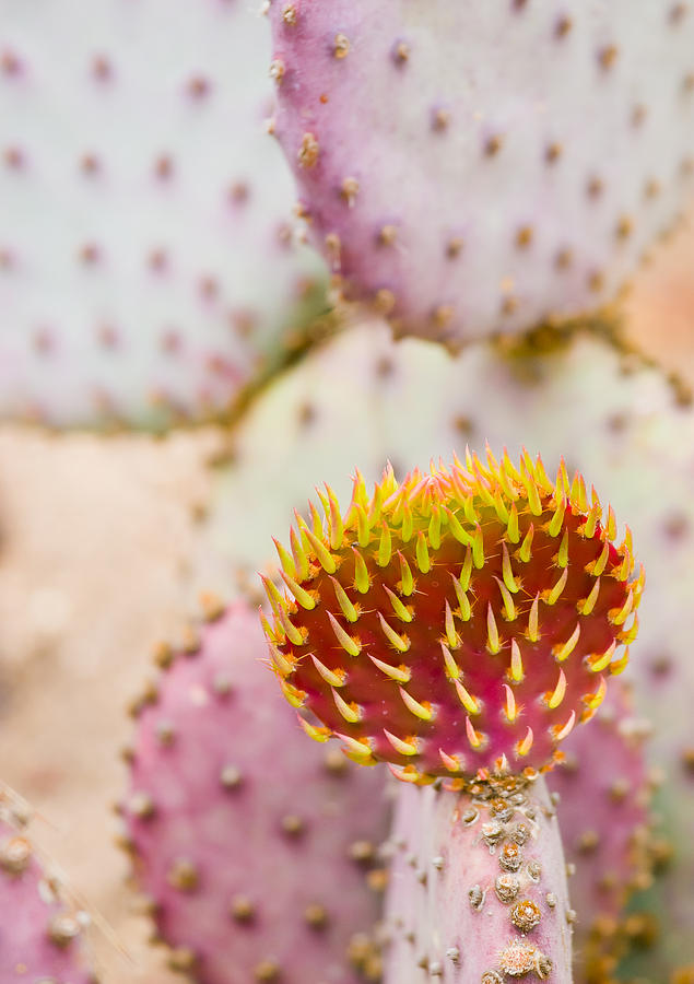 Nature Photograph - Prickly Heart by Adam Pender
