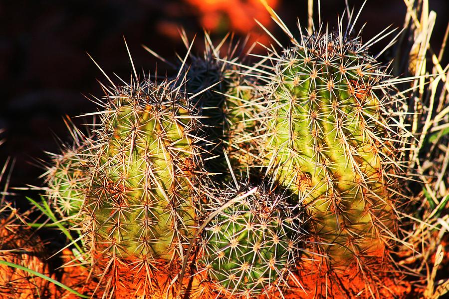 Prickly Heat Photograph by Phil Cappiali Jr