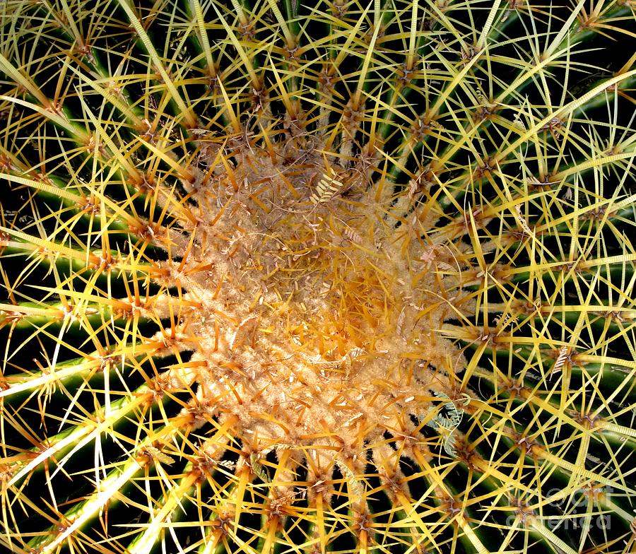 Prickly Pattern Photograph by Marilyn Smith