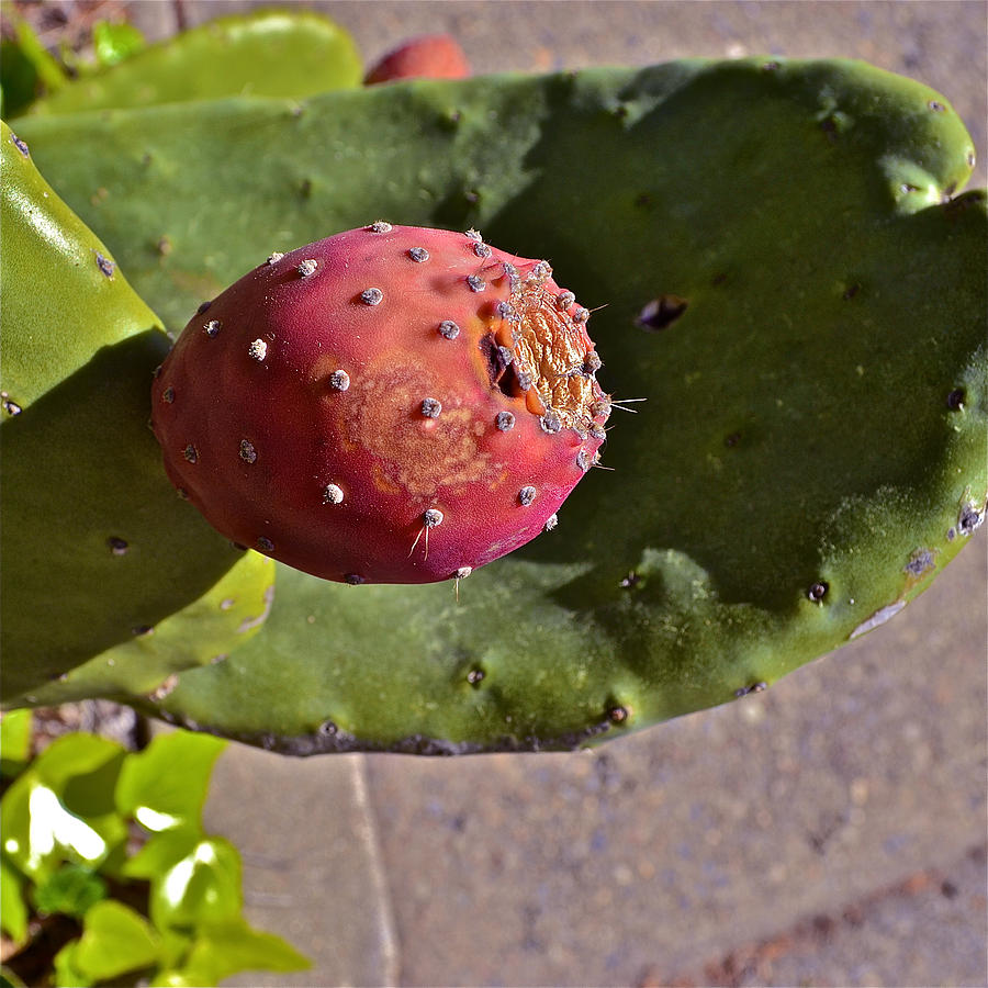 Prickly Pear Photograph