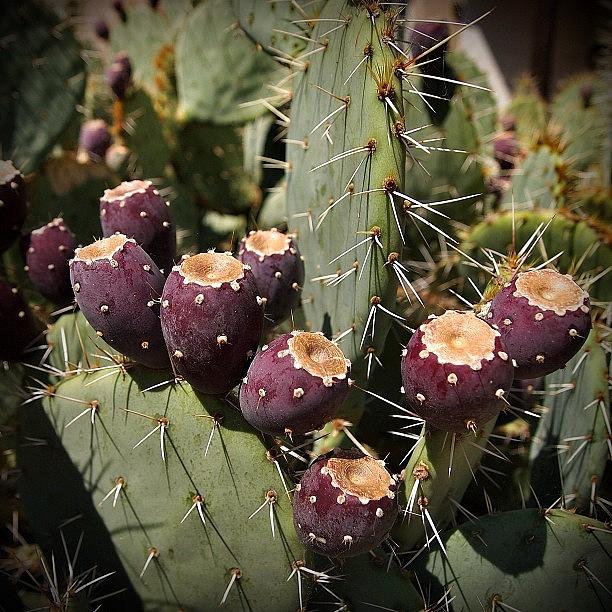 Epl1 Photograph - Prickly Pear Cactus | Olympus E-pl1 by Aldo Jadrnicek