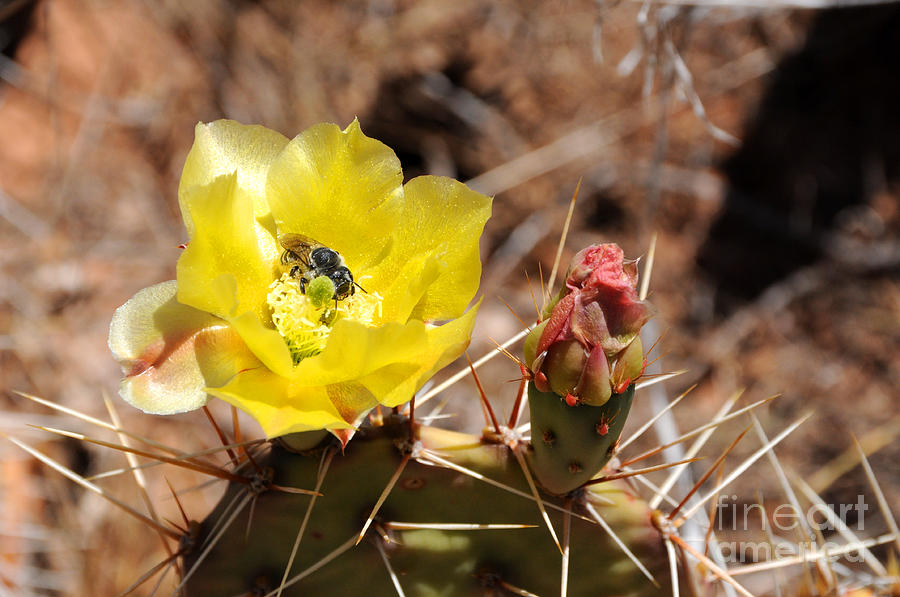 Prickly Pear Cactus Flower and Bee Photograph by Gary Whitton