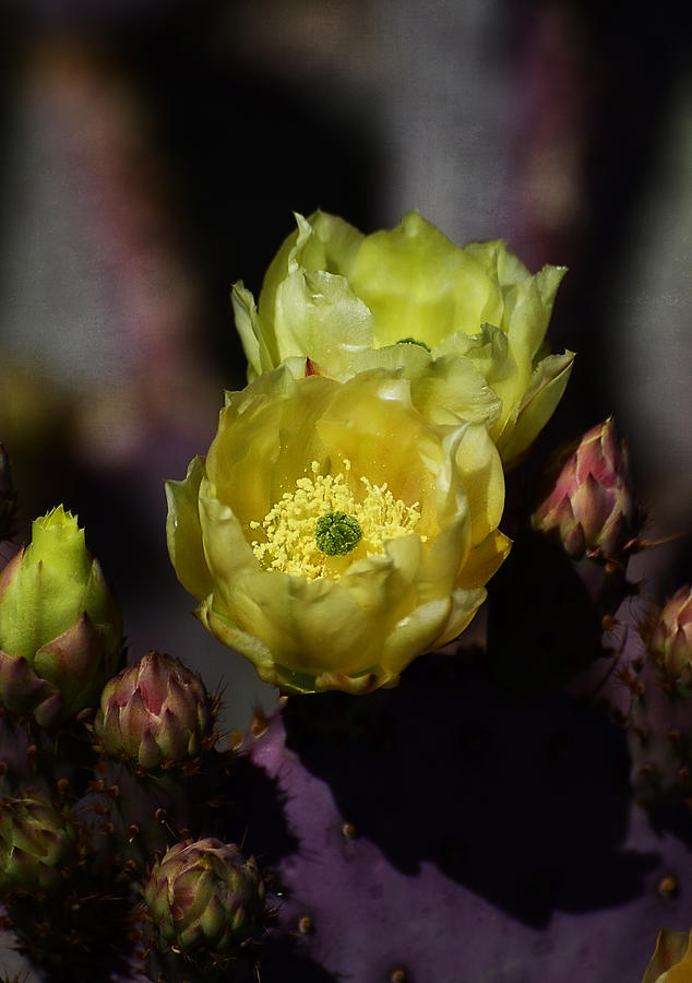 Prickly Pear Cactus  Photograph by Saija Lehtonen