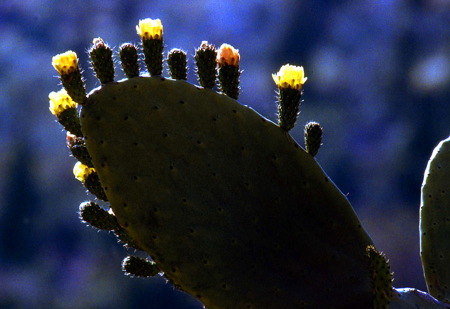 Prickly pear cactus with buds Photograph by Emanuel Tanjala