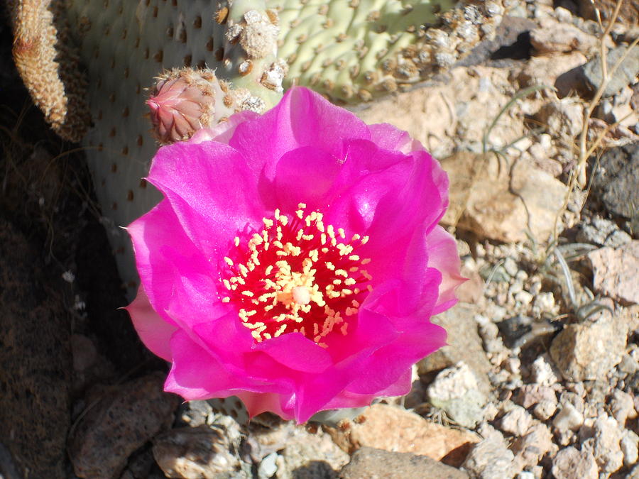 Prickly Pear Photograph by Christine Lathrop