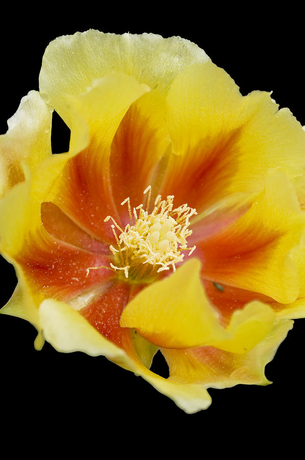 Prickly Pear Flower Photograph by Alan Tonnesen