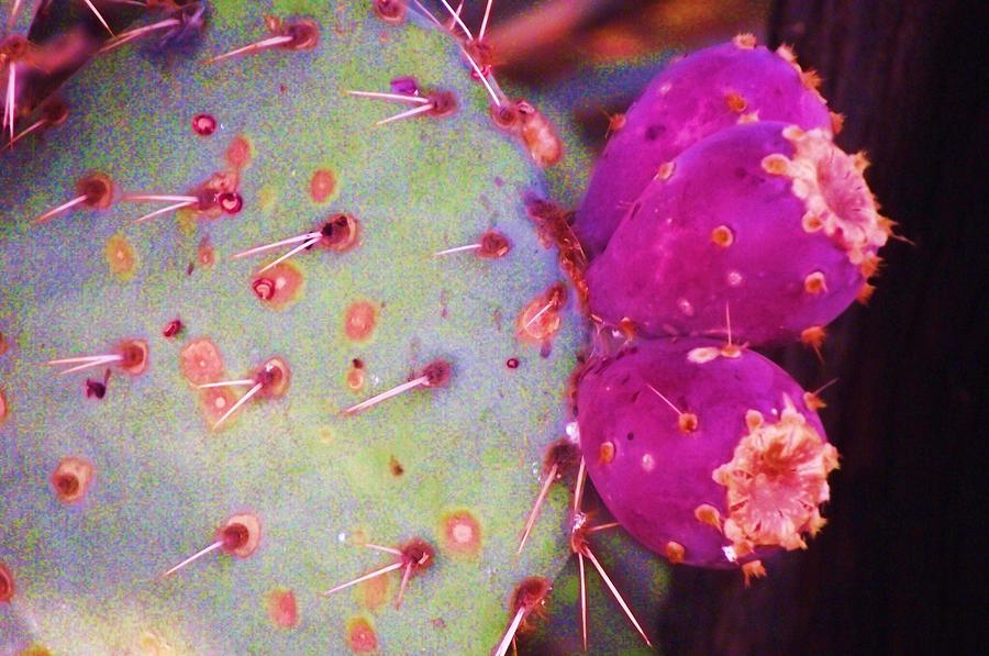 Prickly Pear Fruit Photograph by Jayne Kerr 