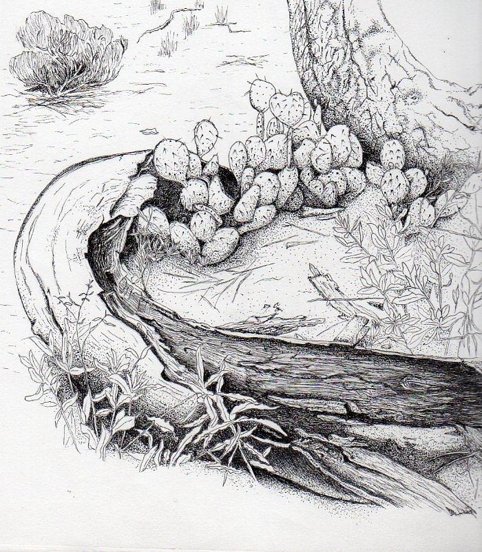 Prickly Pear Drawing by Inger Hutton | Fine Art America