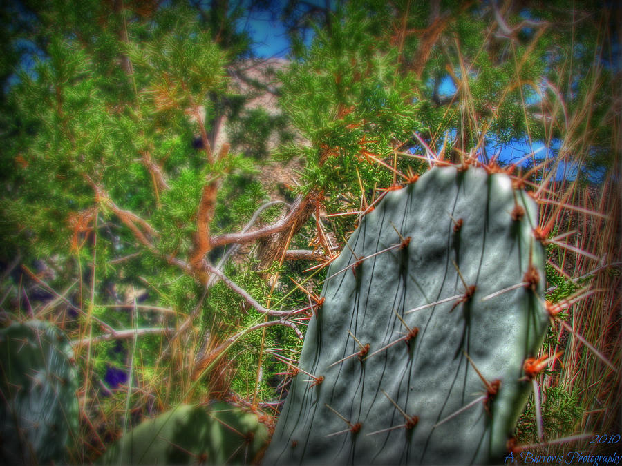 Prickly Pear Pad and Juniper HDR Photograph by Aaron Burrows