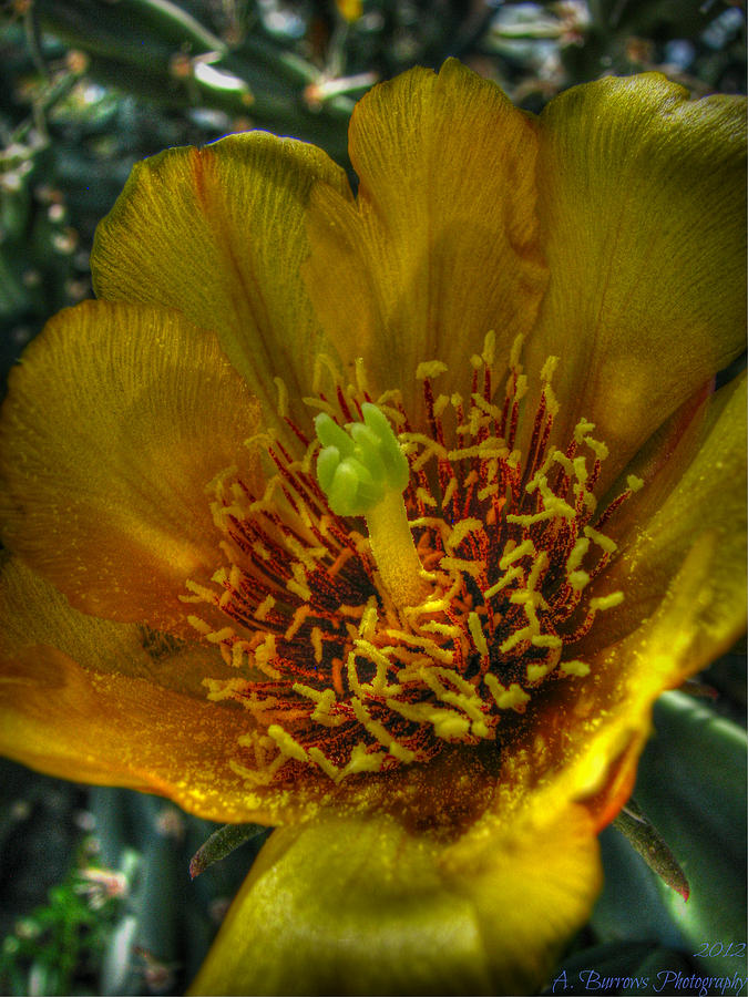 Prickly Pear Wildflower HDR Photograph by Aaron Burrows