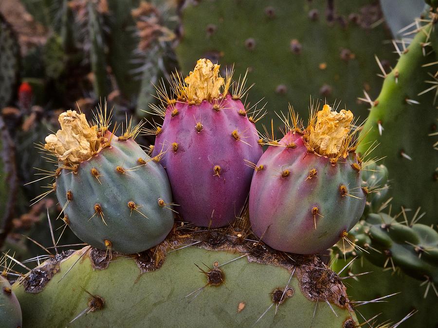 Prickly Princess Digital Art by Gregory Hughes - Fine Art America