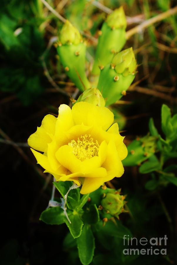 Pricklypear Cactus Flower Photograph by Lynda Dawson-Youngclaus
