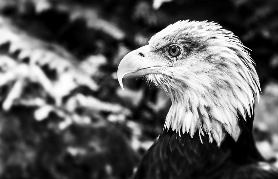 Eagle Photograph - Pride by Nicholas Evans