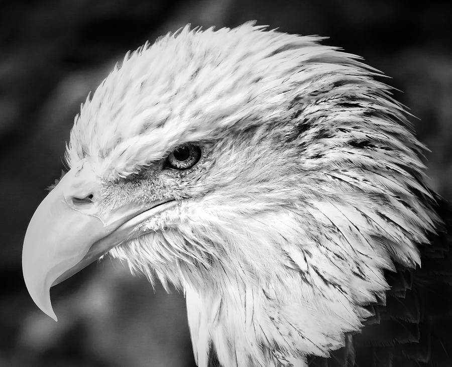 Eagle Photograph - Pride of America by Nicholas Evans