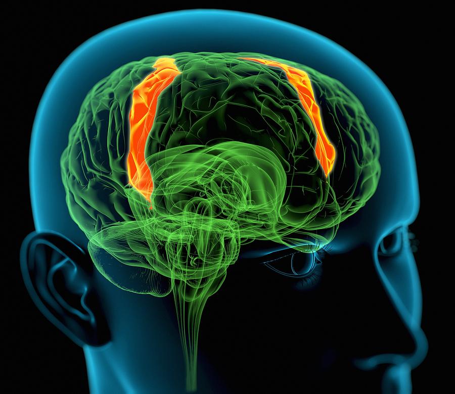 Primary Motor Cortex