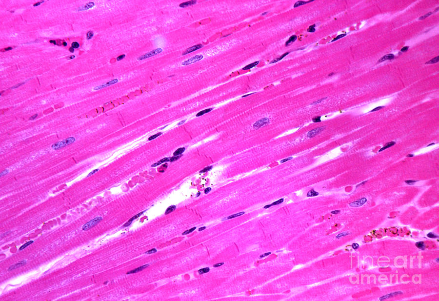 Primate Cardiac Muscle Photograph by M. I. Walker