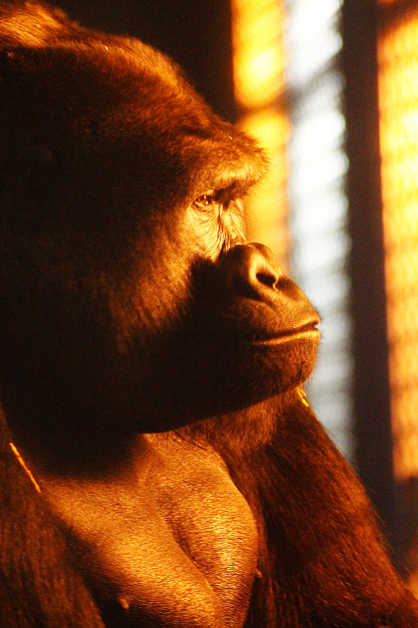 Primate Reflecting Photograph by Scott Hovind
