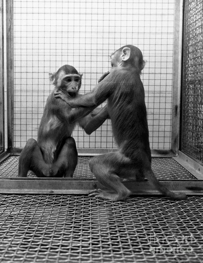 Primate Socialization Research Photograph by Science Source
