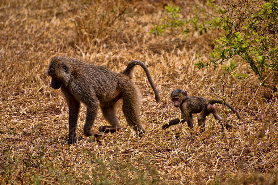 Primate Walk in the Seregeti Photograph by Mike Cherry - Fine Art America