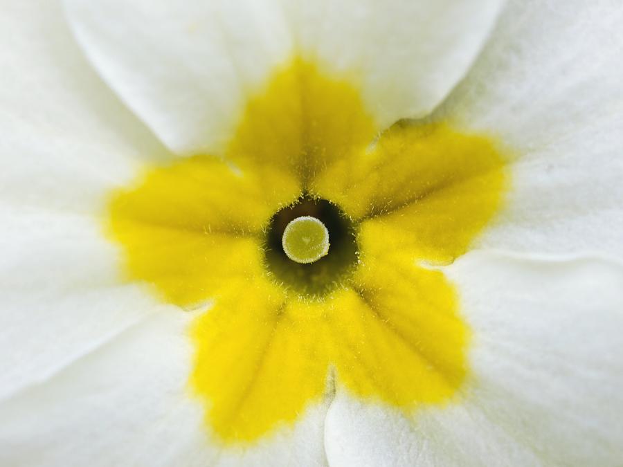 Nature Photograph - Primrose Flower (primula Vulgaris) by Adrian Bicker