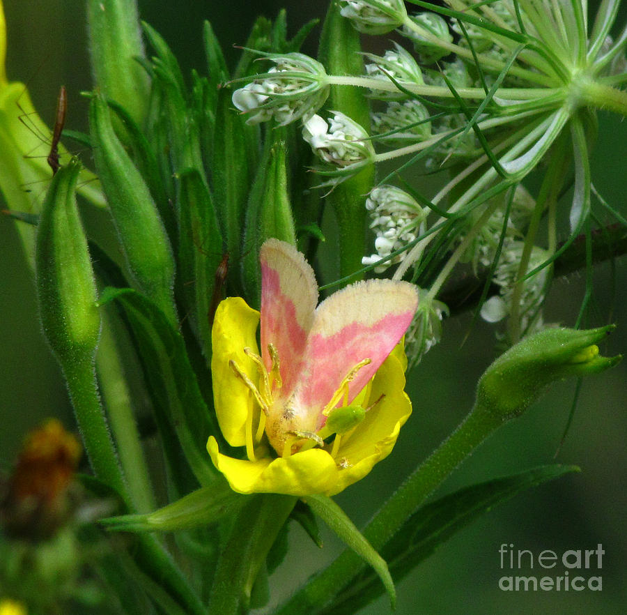 Primrose Moth Photograph by Deborah Johnson