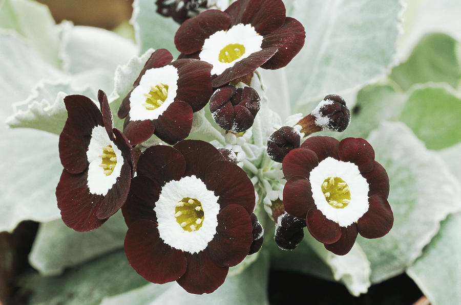 Nature Photograph - Primula Auricula the Snods by Archie Young