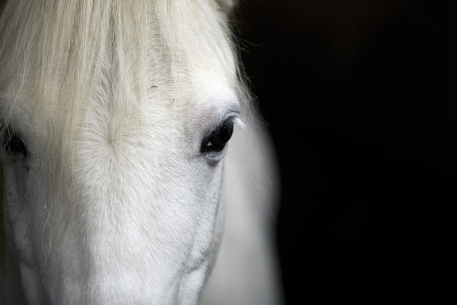 Horse Photograph - Prince Charming by Edward Kreis