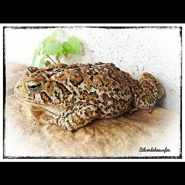 Toad Photograph - Prince Charming by Kathy Markovich