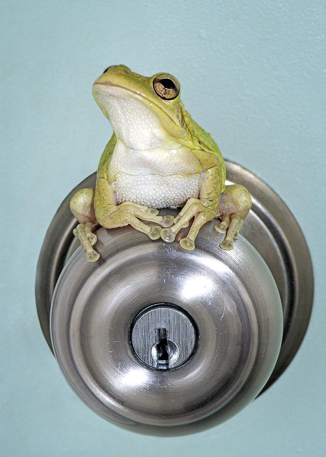 Frog Photograph - Prince by Patrick Lynch