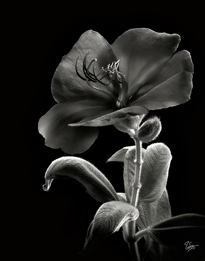 Princess Flower in Black and White Photograph by Endre Balogh