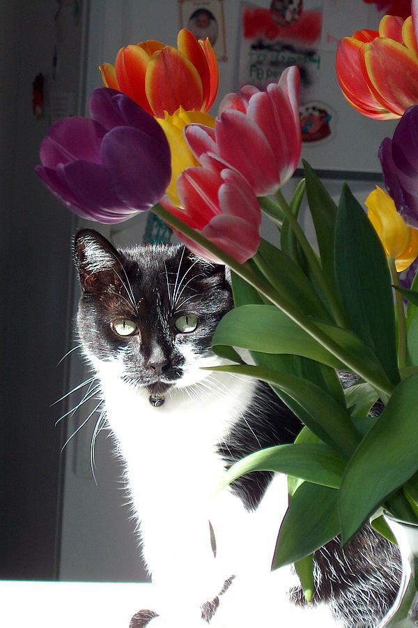 Princess The Cat And Tulips Photograph by Carl Deaville