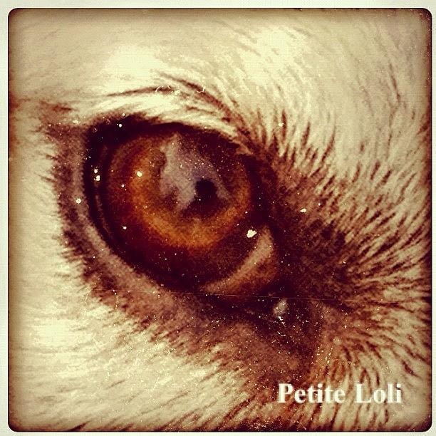 Dog Photograph - Princesss Beautiful Eyes <3 by Xiu Ching