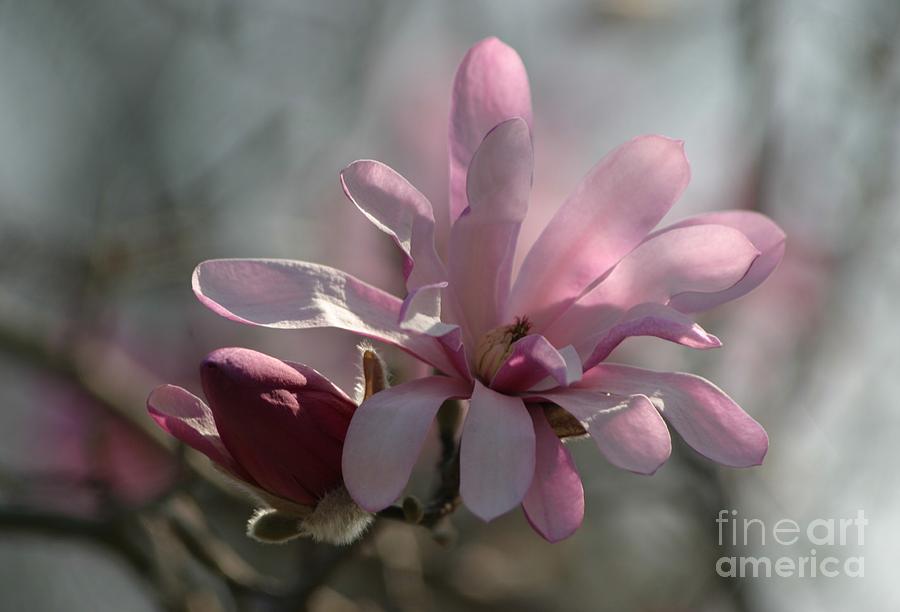 Spring Photograph - Pristine Pastels by Living Color Photography Lorraine Lynch
