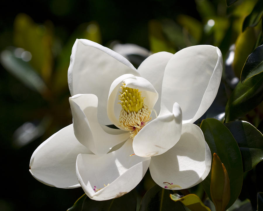 Pristine Southern Magnolia Blossom Photograph by Kathy Clark