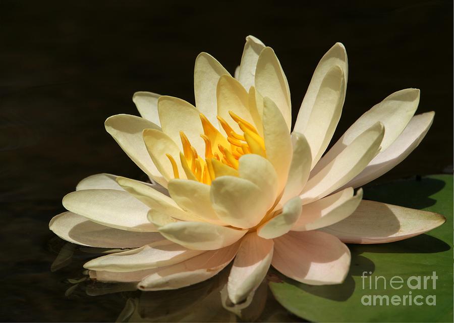 Lily Photograph - Pristine Water Lily by Sabrina L Ryan