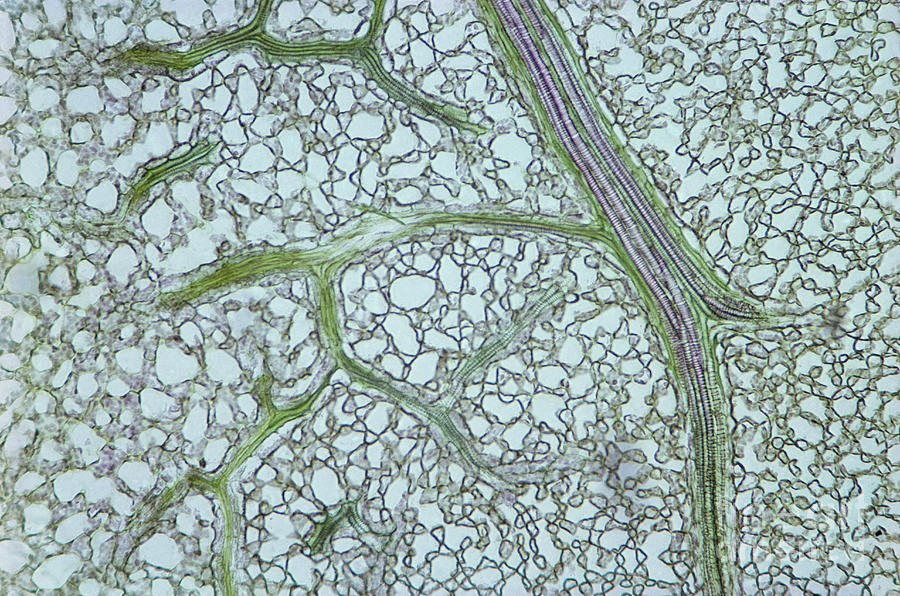 Privet Leaf Vascularization Photograph by M. I. Walker