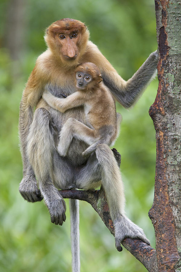 Proboscis Monkey Female And Six Week Photograph by Suzi Eszterhas
