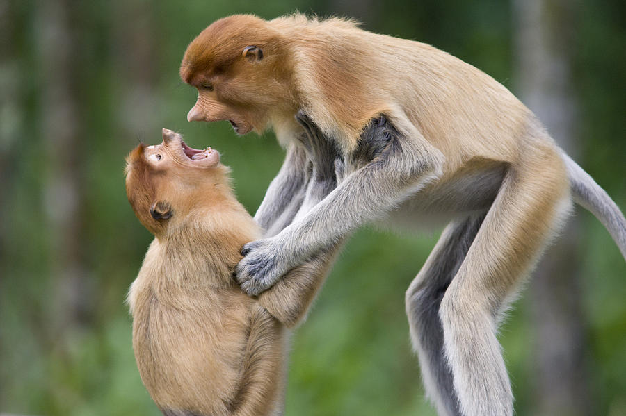 Proboscis Monkey Juveniles Playing Photograph by Suzi Eszterhas