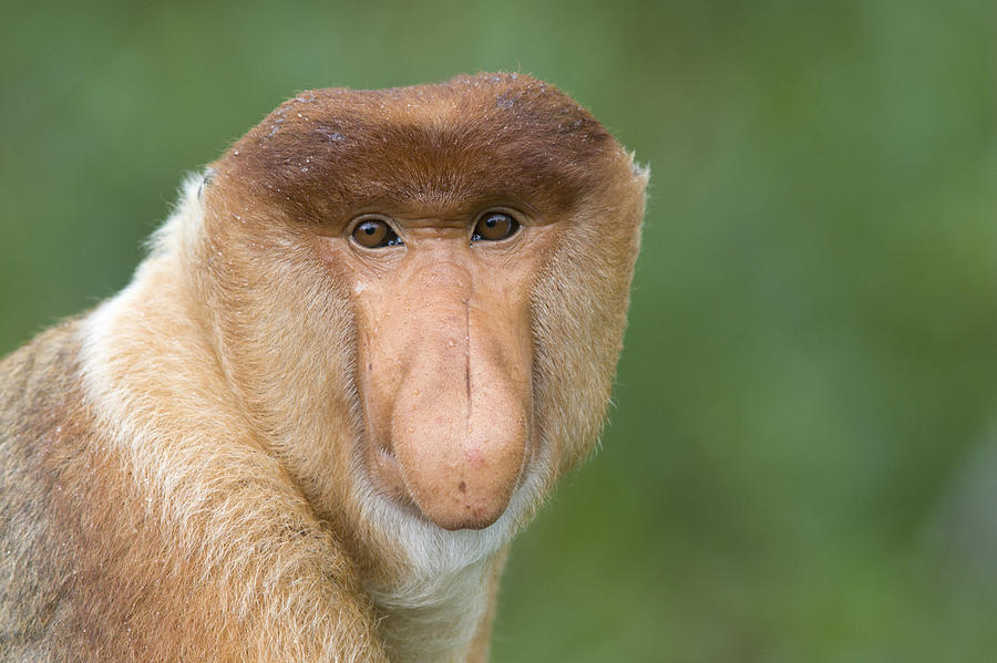 Proboscis Monkey Male Sabah Malaysia Photograph by Suzi Eszterhas